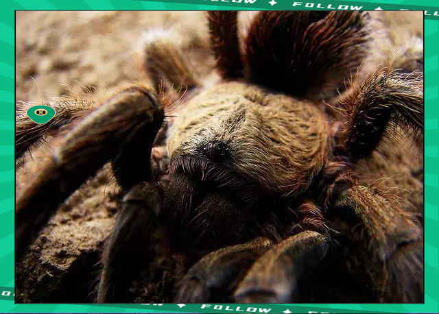 JNSPORTS- 世界足球莱万多夫斯基 